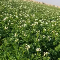 سیب زمینی بذری کارلیا ۴۰۲ تضمینی|عمدهفروشی|قیدار, |دیوار