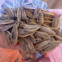 تخمه لیموی درشت خوشمزه عمده