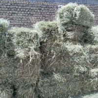 یونجه|لوازم جانبی حیوانات|دورود, |دیوار