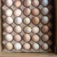 تخم مرغ محلی نطفه دار