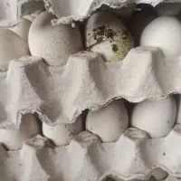 تخم بوقلمون