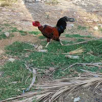 خروس گردن لیت