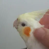 عروس هلندی|پرنده|شهر ری, دیلمان|دیوار