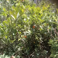 موز برگ بو نهال درخت گل و گیاه همیشه سبز ۴فصل چهار|گل و گیاه طبیعی|تهران, آسمان|دیوار