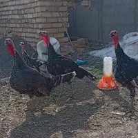 چهارعدد بوقلمون همشون باهم3800