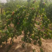فروش باغ ویلا در  نزدیکی شهرستان ساوه. غرق آباد|فروش خانه و ویلا|تهران, نازی‌آباد|دیوار