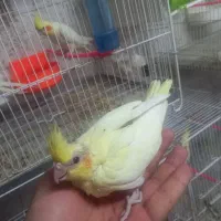 جوجه عروس هلندی  سرلاکی