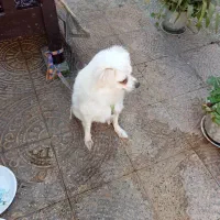 سگ  خونگی|سگ|آستانه اشرفیه, |دیوار