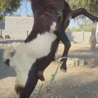 نری یک ساله پاکستانی اصل