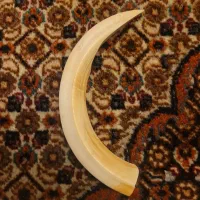 ...کشکول|کلکسیون و سرگرمی|چالوس, |دیوار