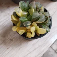 کاکتوس کلکسیونی