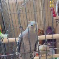 عروس هلندی