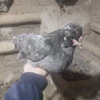 مرغ و خروس گلین