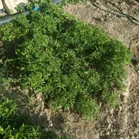 نهال‌گوجه