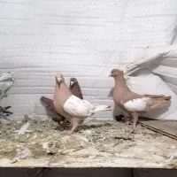 کبوتر سرک