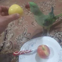 شاه طوطی تمیز|پرنده|بندر ترکمن, |دیوار