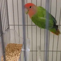 طوطی برزیلی کوتوله|پرنده|شریف‌آباد, |دیوار