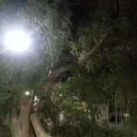 خرید درخت وبریدن درخت