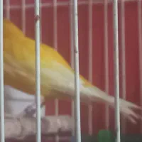 قناری|پرنده|یزد, |دیوار