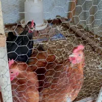 خروس کوشین بالغ (اصل)|حیوانات مزرعه|آمل, |دیوار