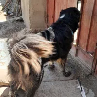 نرولاس گله ای