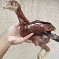 جوجه لاری، مرغ و خروس لاری...|حیوانات مزرعه|تربت جام, امام|دیوار