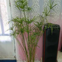 گل خانگی