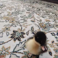 اردک|حیوانات مزرعه|کازرون, |دیوار