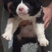 توله سگ قدرجونی|سگ|رفسنجان, |دیوار