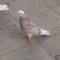 کفتر جوجه  گمشده