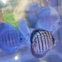 گله ده عددی دیسکس زیبا و سالم|ماهی|شیراز, شهرک بهار|دیوار