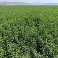 بذر یونجه|خدمات باغبانی و درختکاری|بوشهر, |دیوار