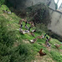 اردک|حیوانات مزرعه|صومعه‌سرا, |دیوار