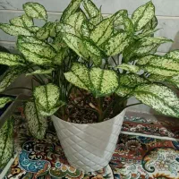 گل آپارتمانی