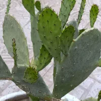 کاکتوس اوپونتیا (زبان‌گنجشک) خیلی بزرگ و خاص|گل و گیاه طبیعی|اسلام‌‌آباد غرب, |دیوار