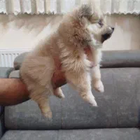 سگ پامر عروسکی|سگ|شاهین‌شهر, فردوسی|دیوار