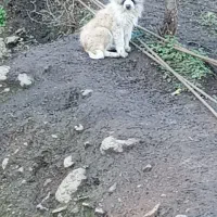 سگ سراب واگذاری|سگ|رشت, یخسازی|دیوار