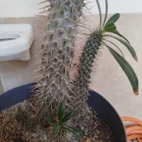 گل سرحال وزیبا.