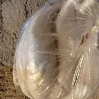 ماهی تازه هندیجان|ماهی|امیدیه, |دیوار