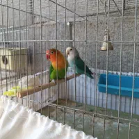 کوتوله مولد