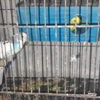 مرغ عشق تخم گذار