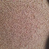 گندم پیشگام