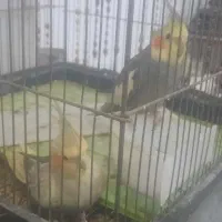 عروس هلندی|پرنده|باسمنج, |دیوار