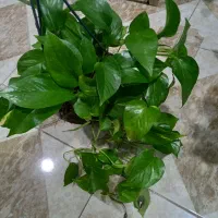 گلفروشی|گل و گیاه طبیعی|مشهد, رده|دیوار