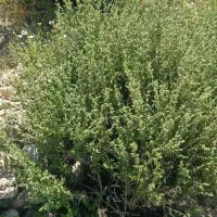 آویشن پهن برگ شیرازی