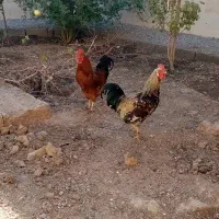 خروس