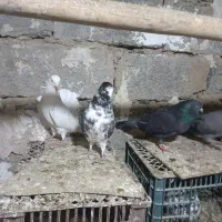 به دلیل زیاد بودن کفترا