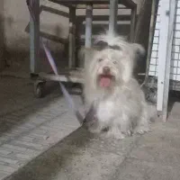 سگ پاکوتاه شیتزو ماده ۵۰۰
