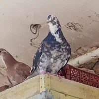 کفتر