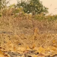 زمین امان آباد به سمت جاده انجدان